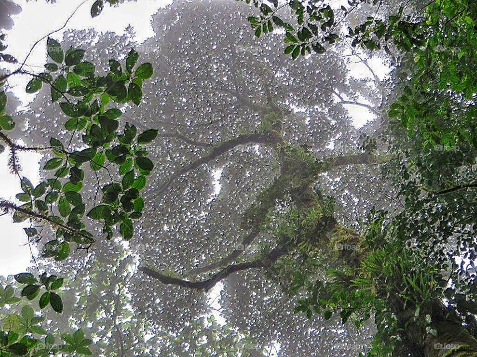 Clouds forest Costa Rica