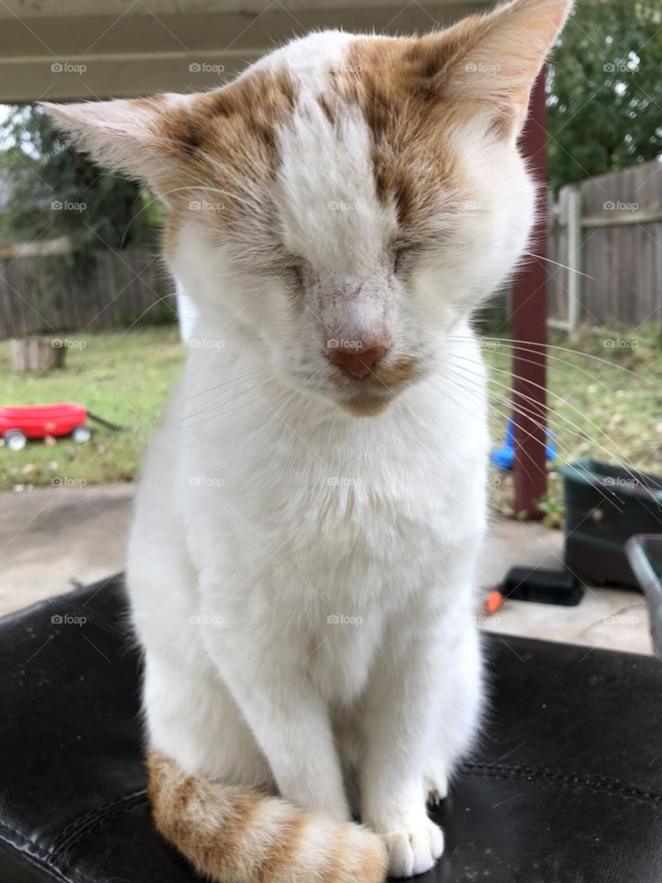 Cutie kitty likes head scratched 