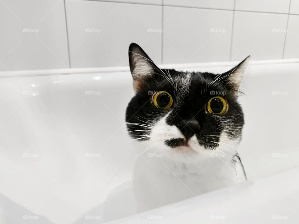 Cute cat with yellow eyes in bathroom 