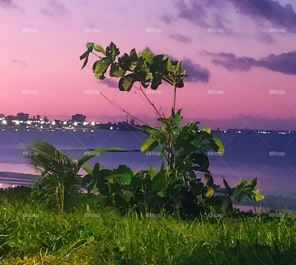 A funny shaped plant. Looking at her closely, she appears to have a body, with a head, neck, torso, arms and legs. And at any momento she will walk. Planta de formato engraçado. Ela parece ter um corpo, com cabeça, pescoço, tronco, braços e pernas.