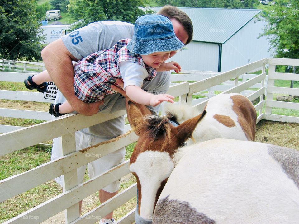 Darling little boy with Daddy holding him reaching down to pet beautiful brown and white pony! 