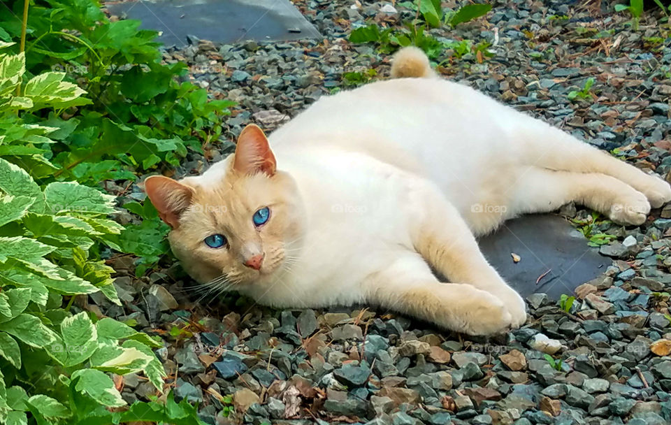 Blue-eyed cat