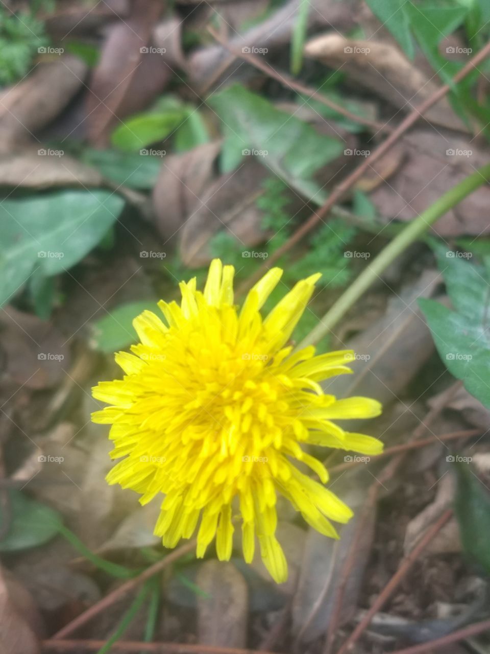 Yellow Flower