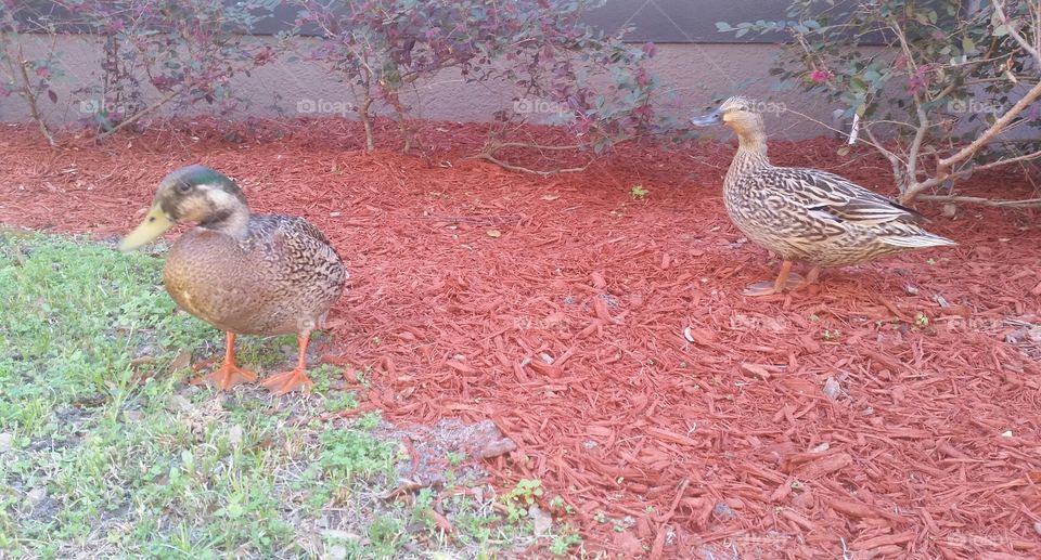 ducks, mulch, grass