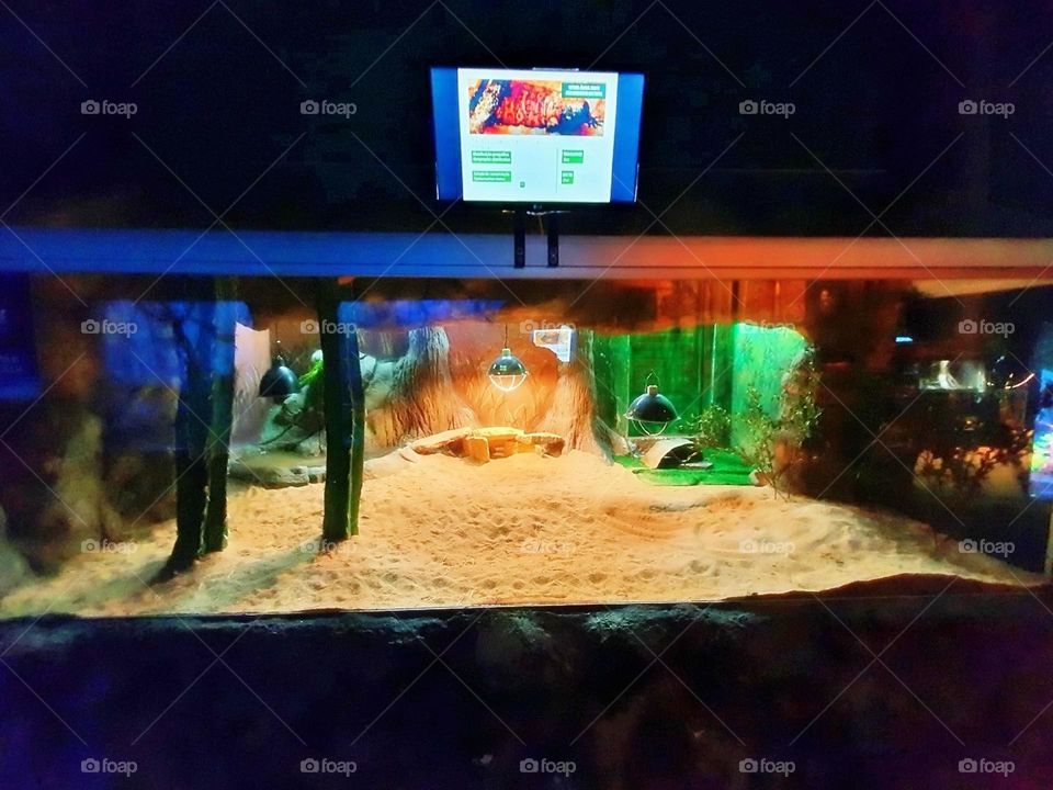 snorkeling decorative algae turtle aquarium fish saltwater biology fauna fishes seascape image scuba yellow dive young zoo environment vacation child pet shark swimming cute lifestyle animals fin people beauty black swim travel deep undersea landscap