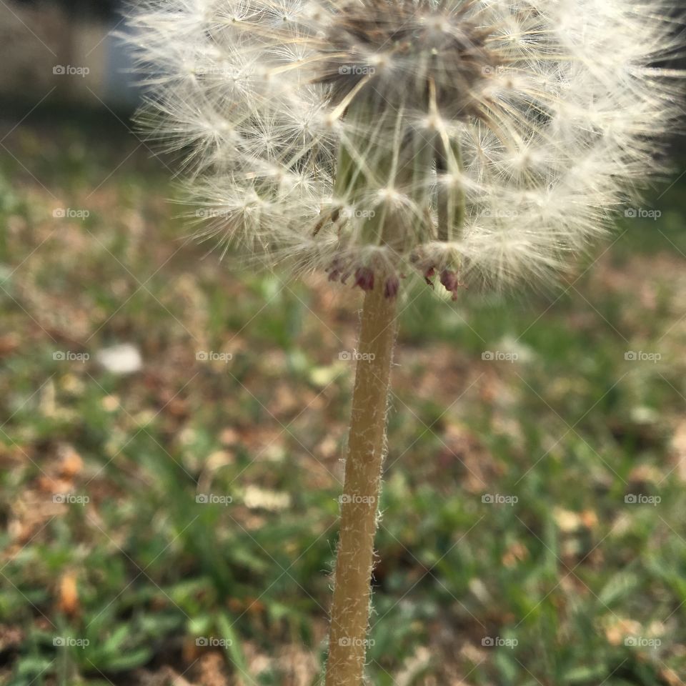 Dandelion, Downy, Nature, Seed, Flora
