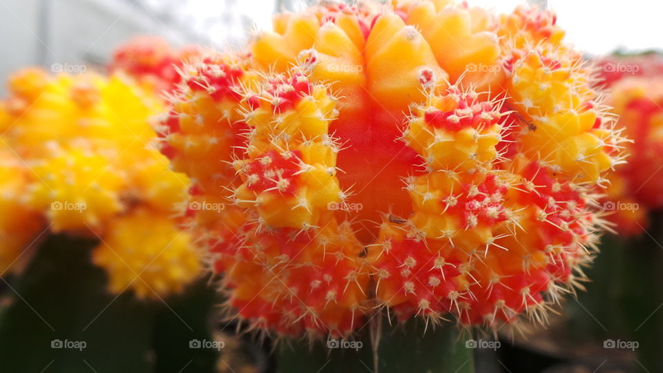 Yellow Cactus