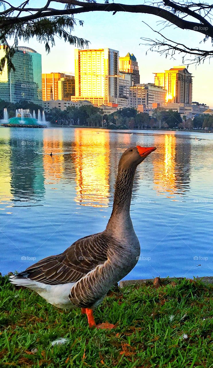 Goose in Orlando