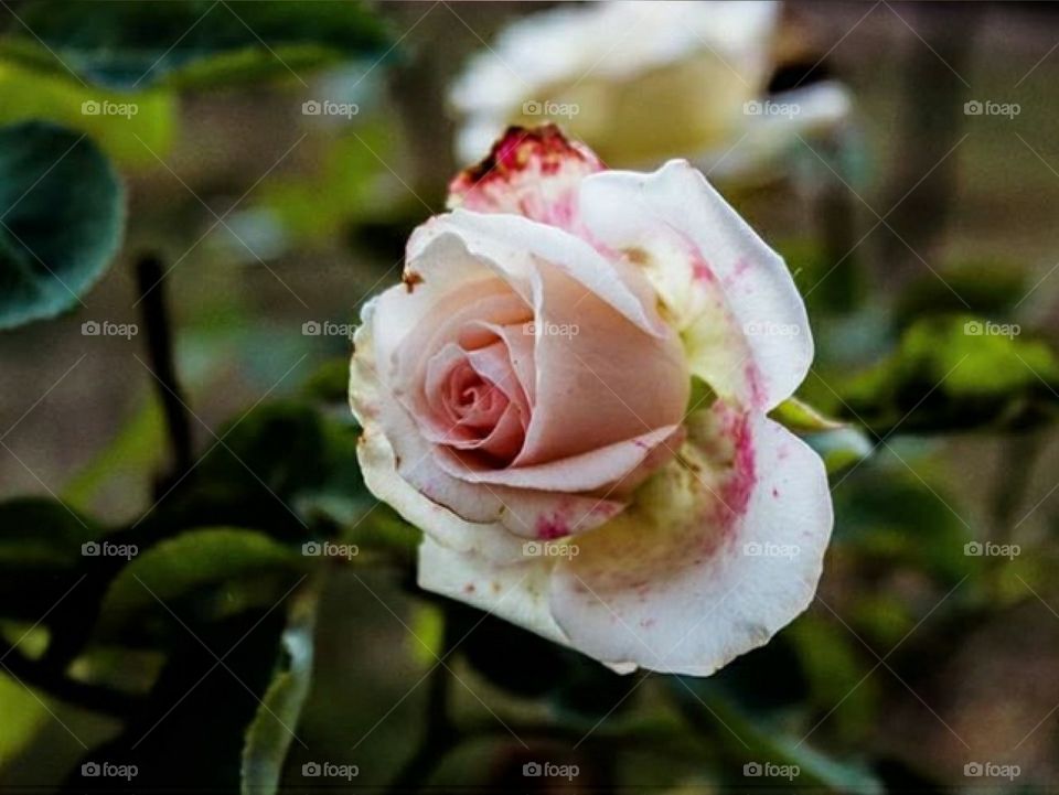 Rose closeup in the garden.
