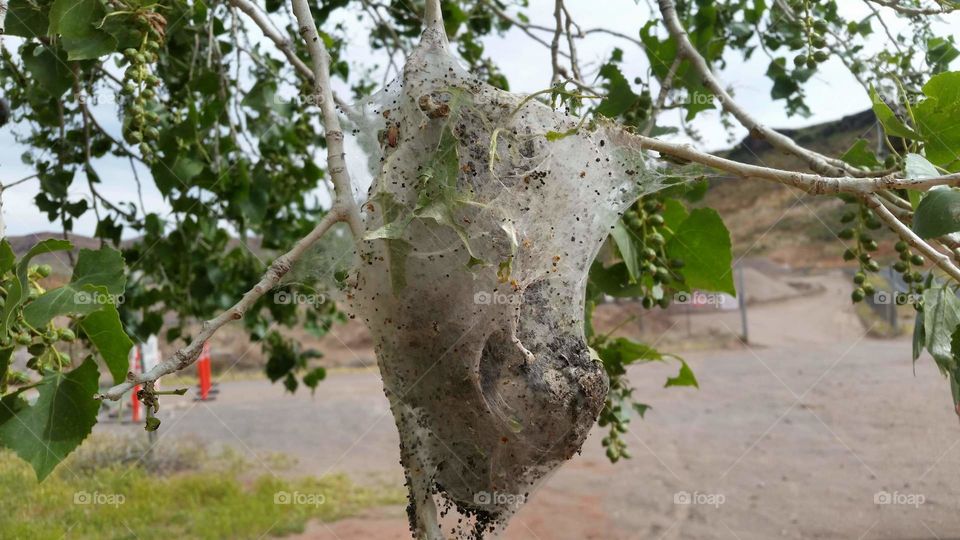 caterpillar nest