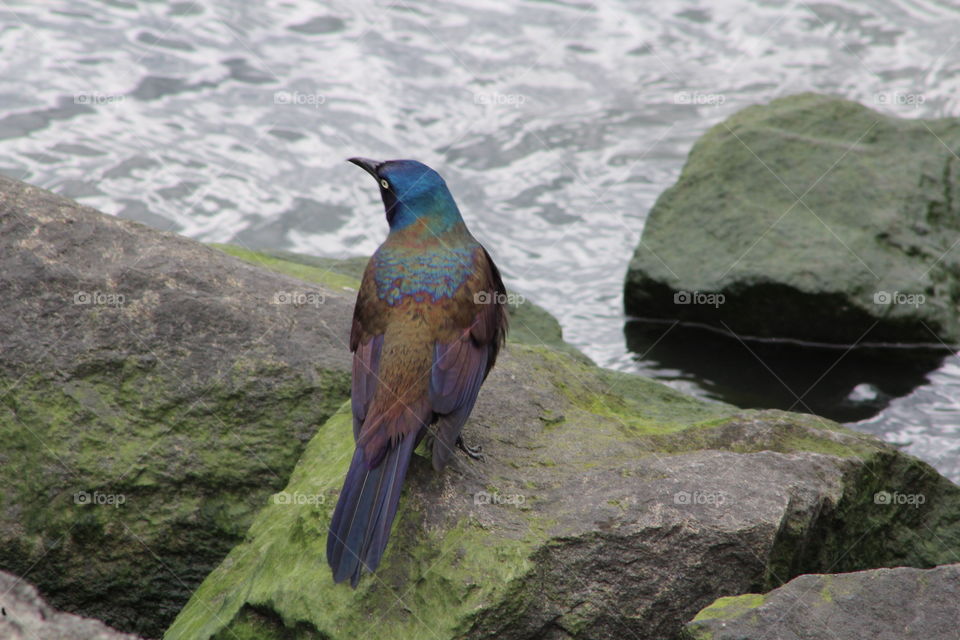 Common grackle (male) on rocks at river’s edge, back view of colorful feathers 
