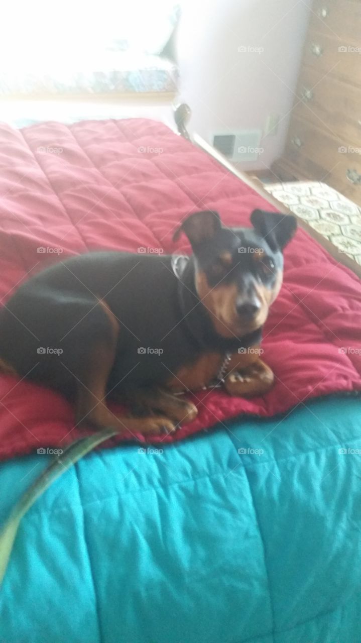 resting. lying on favorite blanket