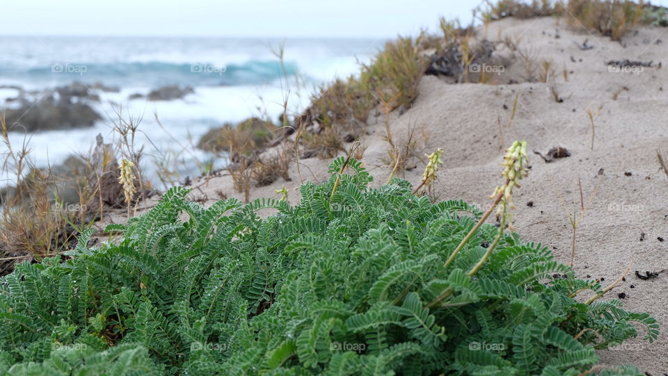 Coastal vegetation