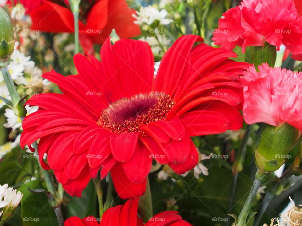 Close up of red flower