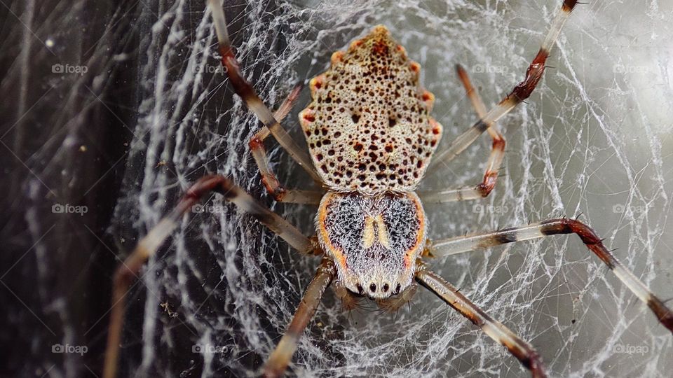 ornamental tree trunk spider