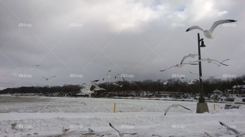 Winter Seagulls