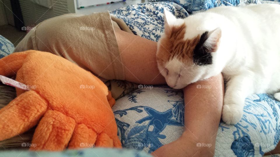 Marilyn is Cat Napping with Her Person - Cutest Pets