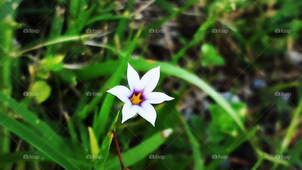 small purple and white flower