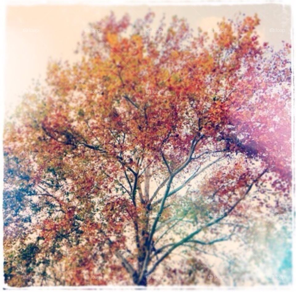 Color tree