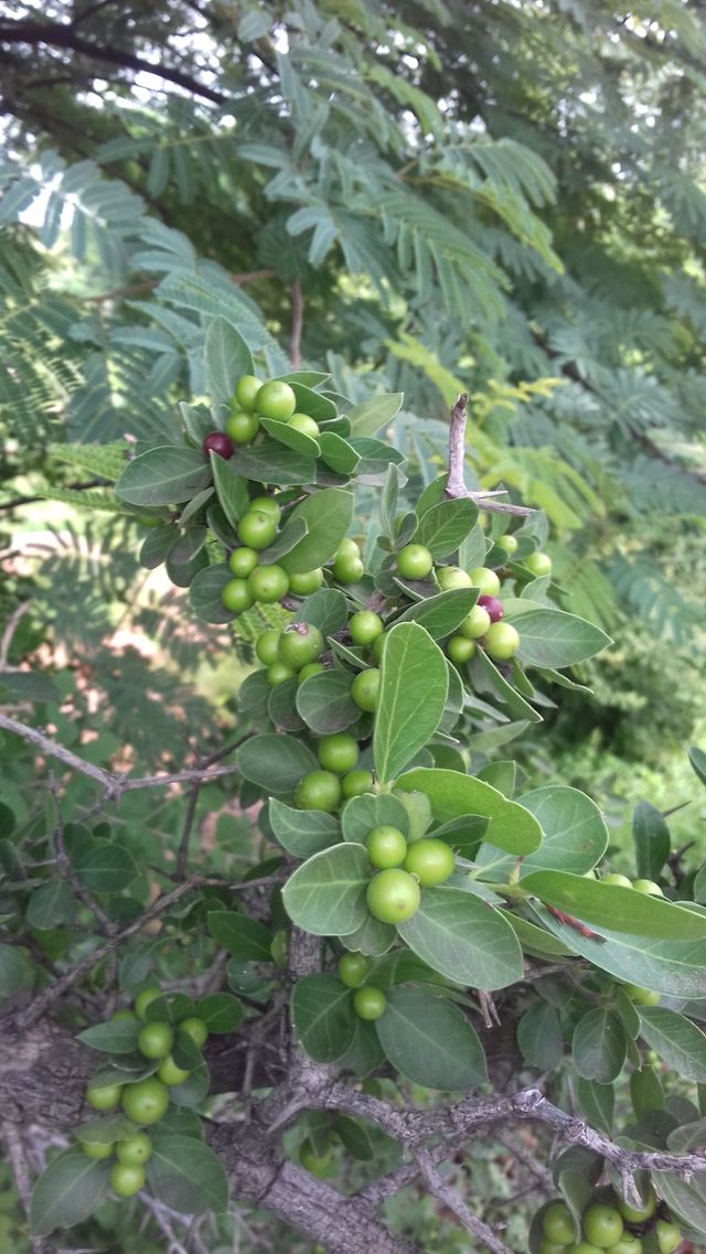 sweet fruits