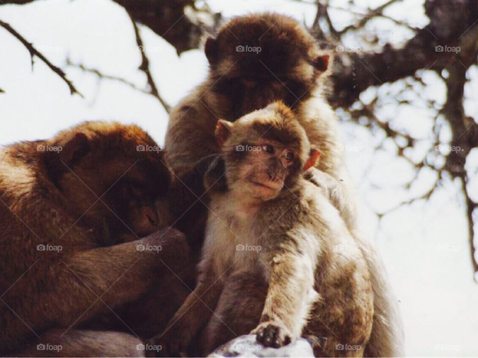 Monkey family 
