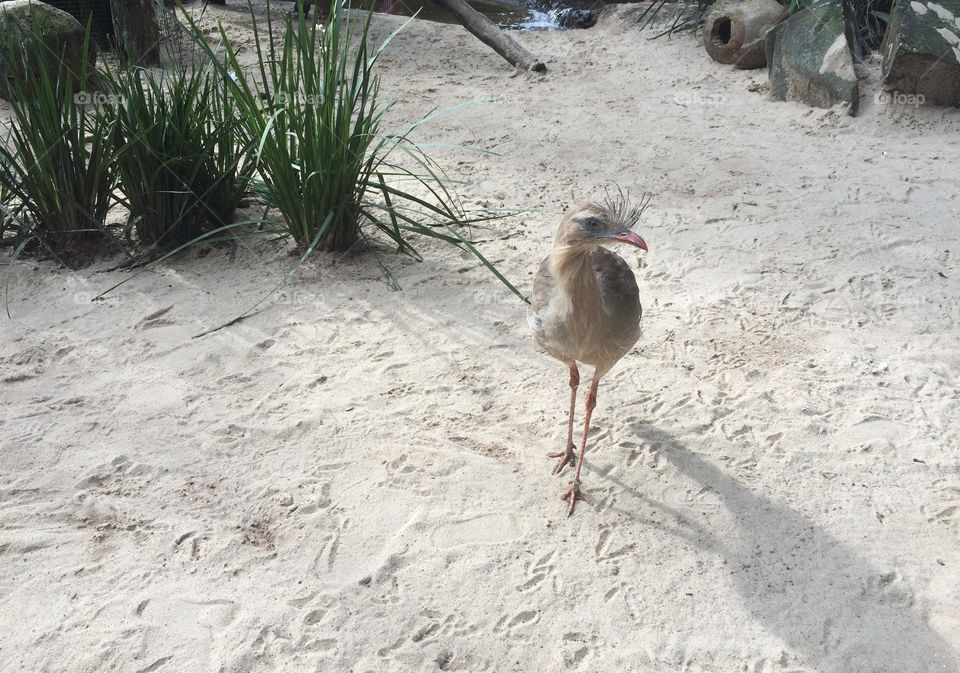 Exotic bird on the nature