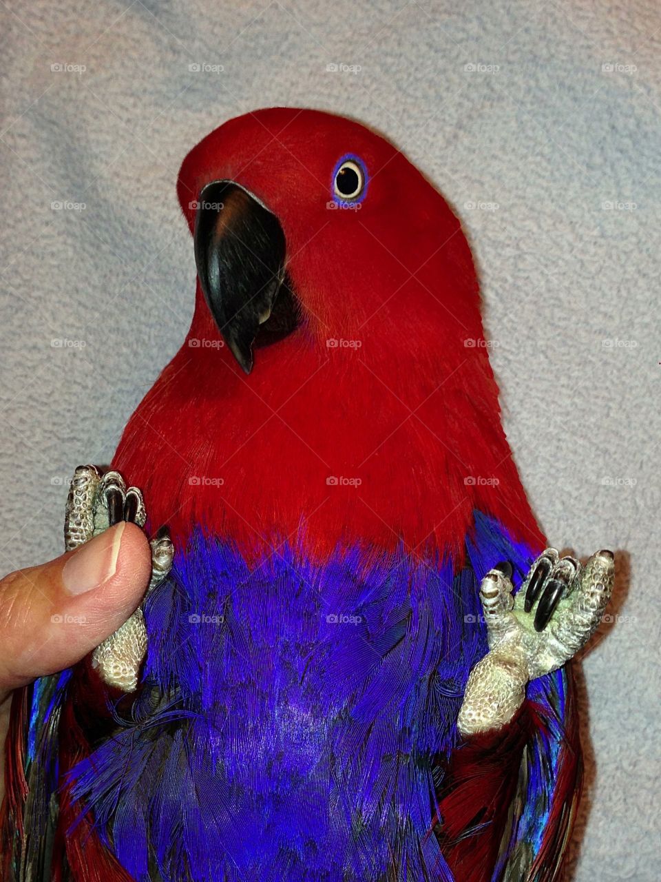 Sweet and funny pet Parrot playing on her back.