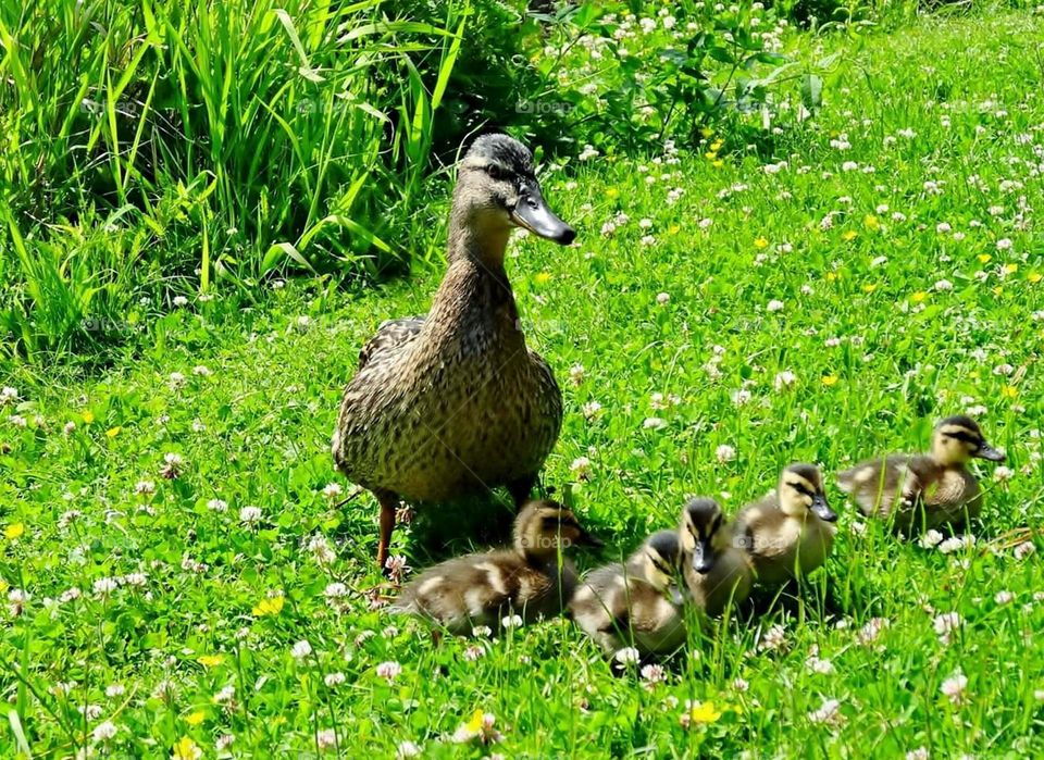 Mother duck with her ducklings