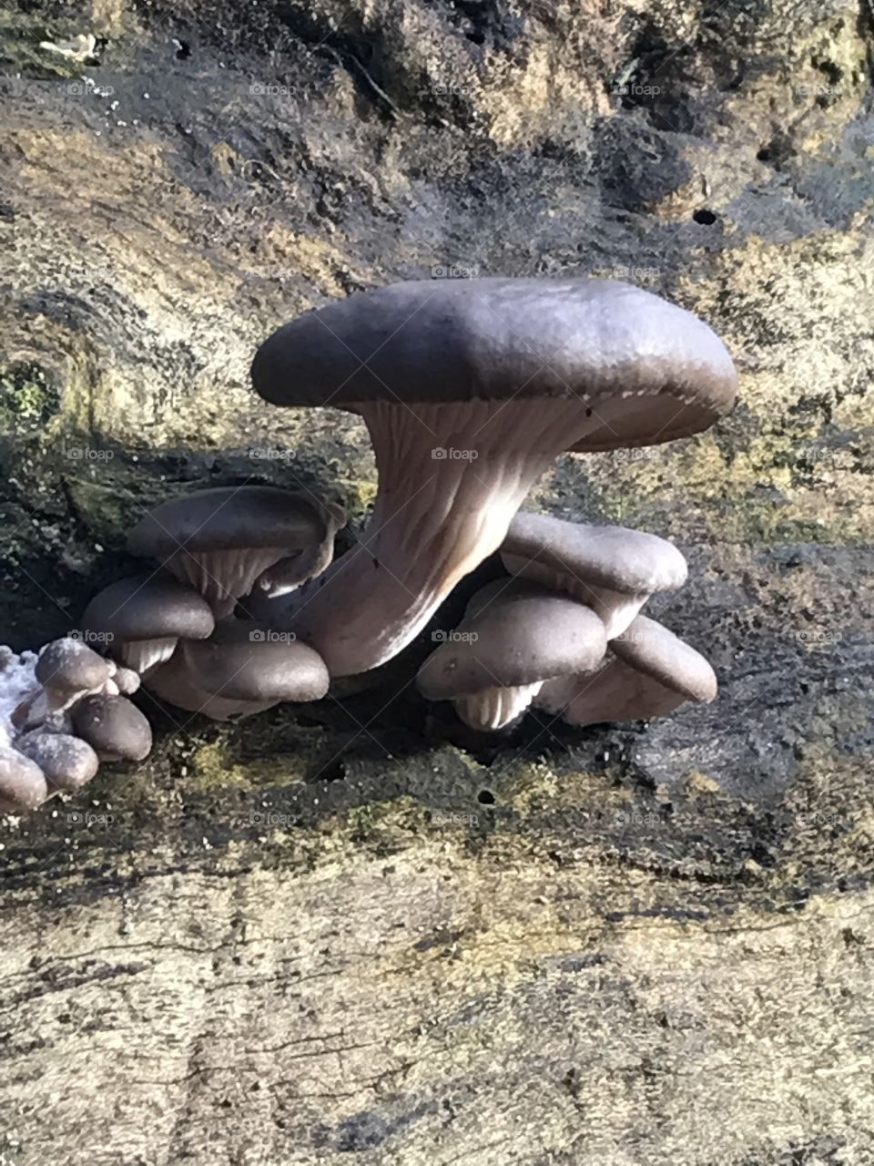 Fungi fungus tree
