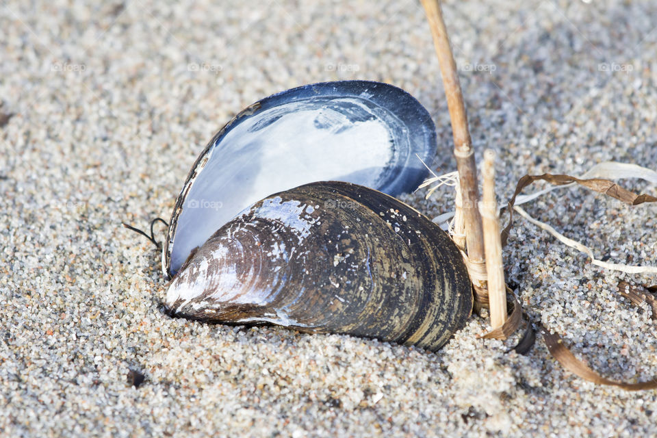 Empty mussel seashell on sand