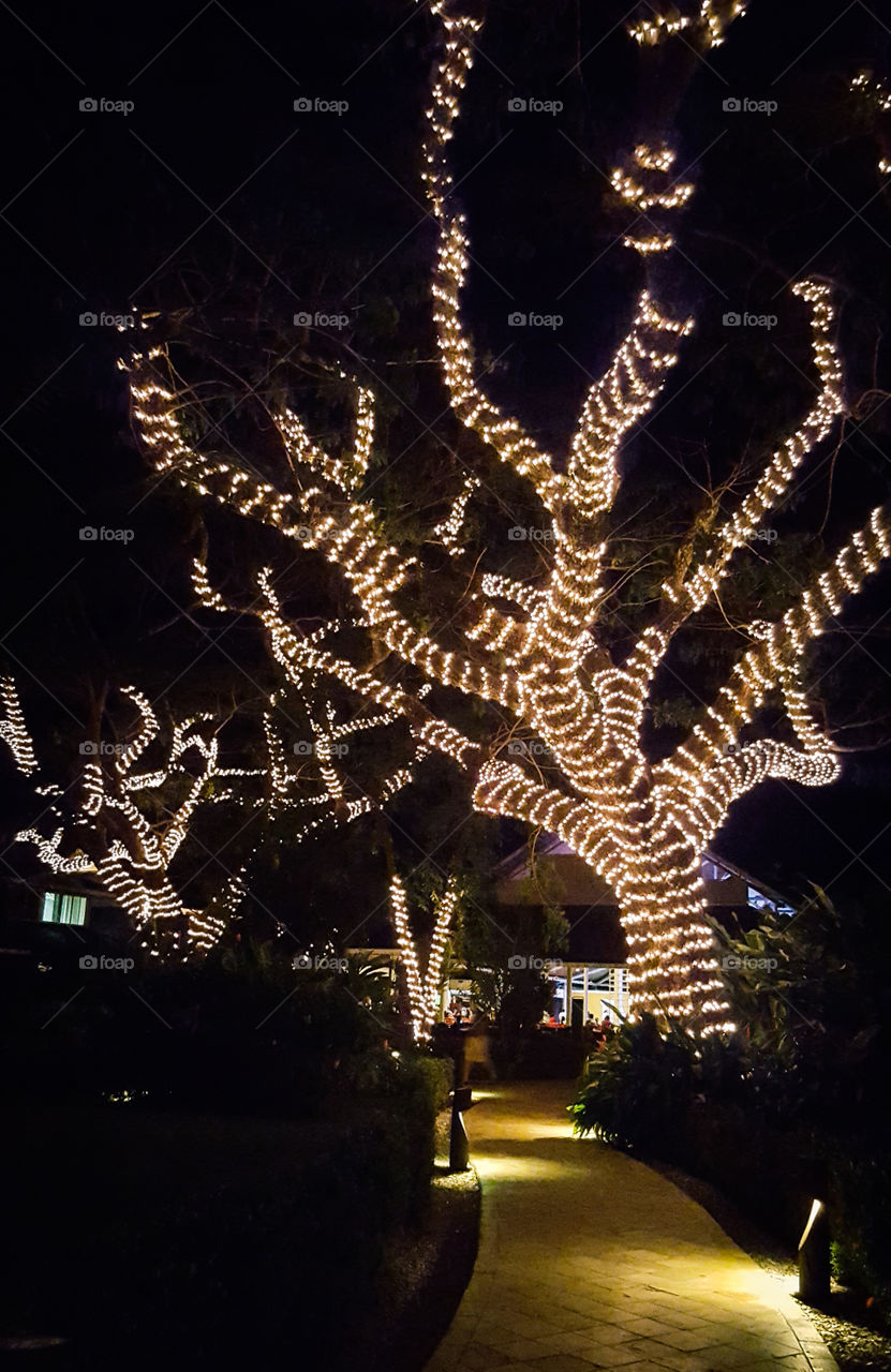 Lighted Tree