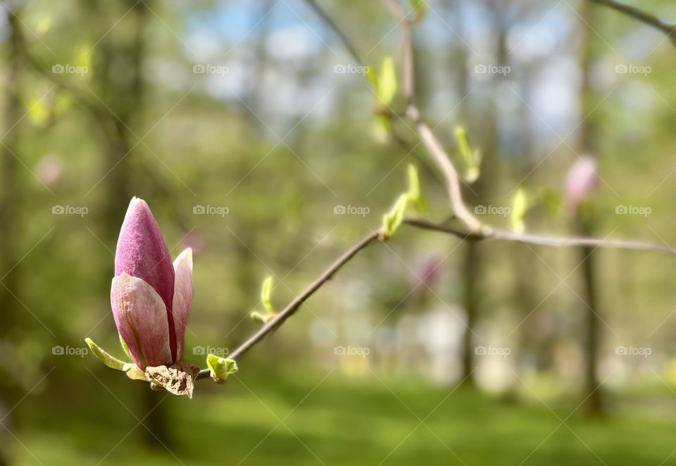 Magnolia blossom