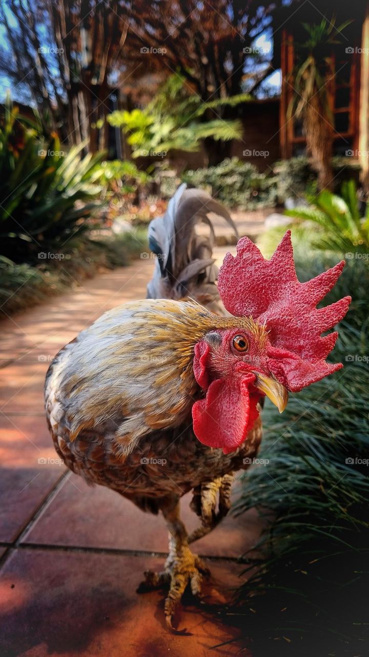 the curious rooster is back