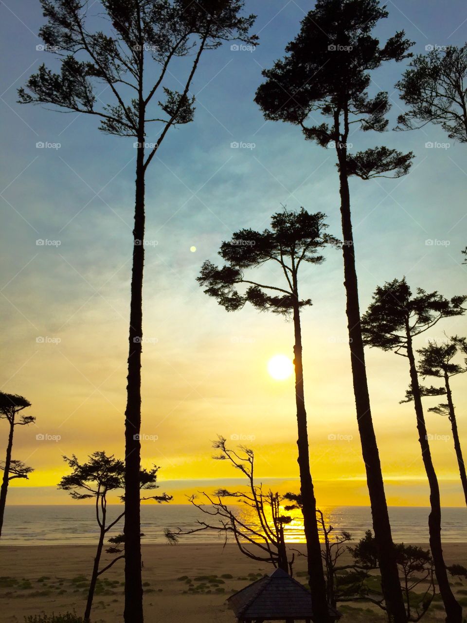 Beach, Tree, Landscape, No Person, Sun