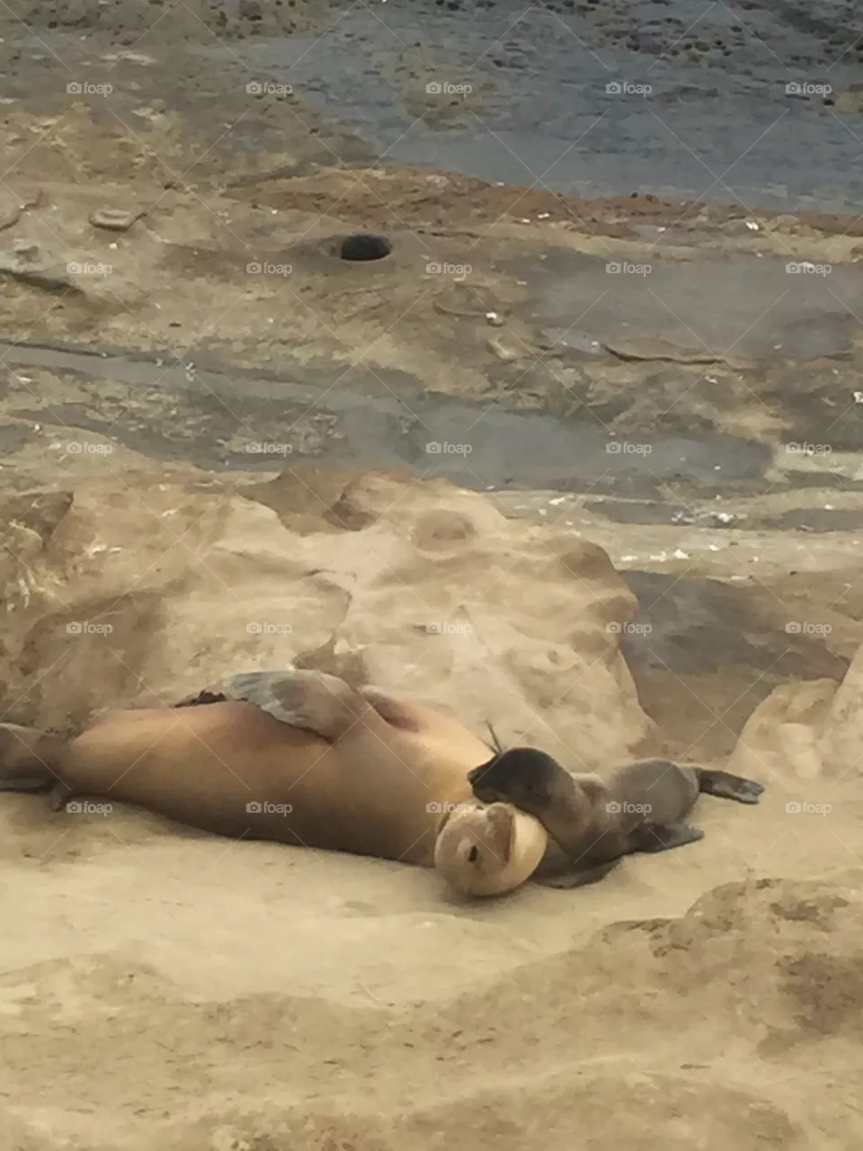 Seals