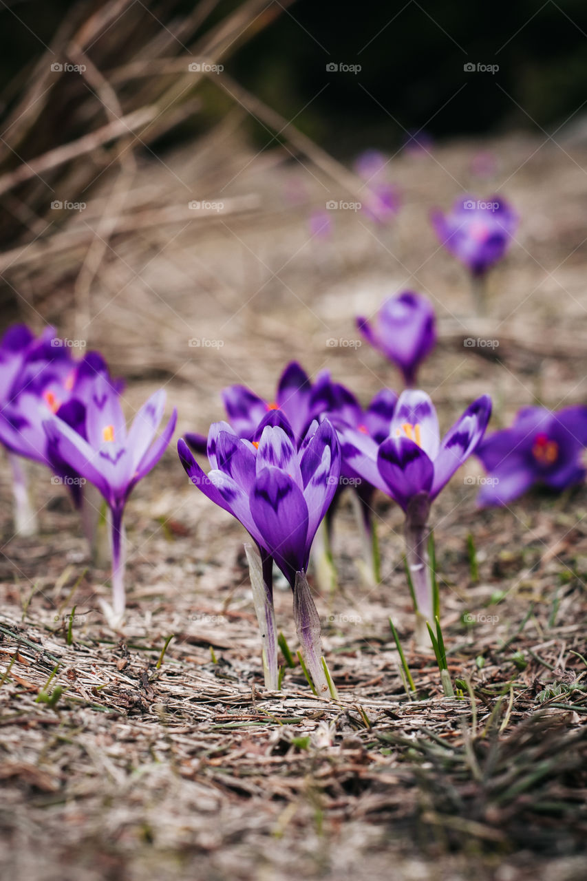 crocus flowers