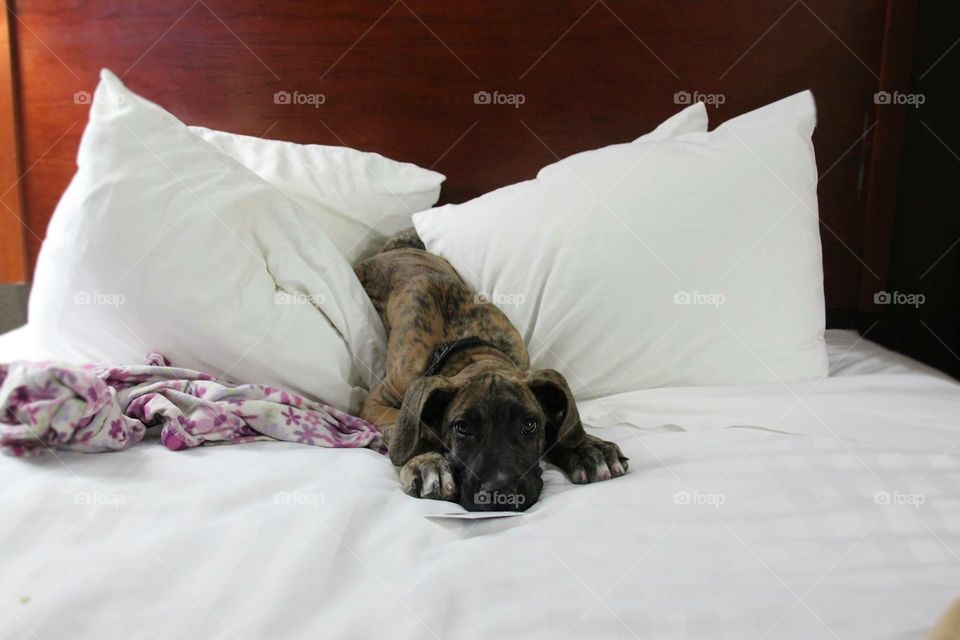 Big bed big puppy