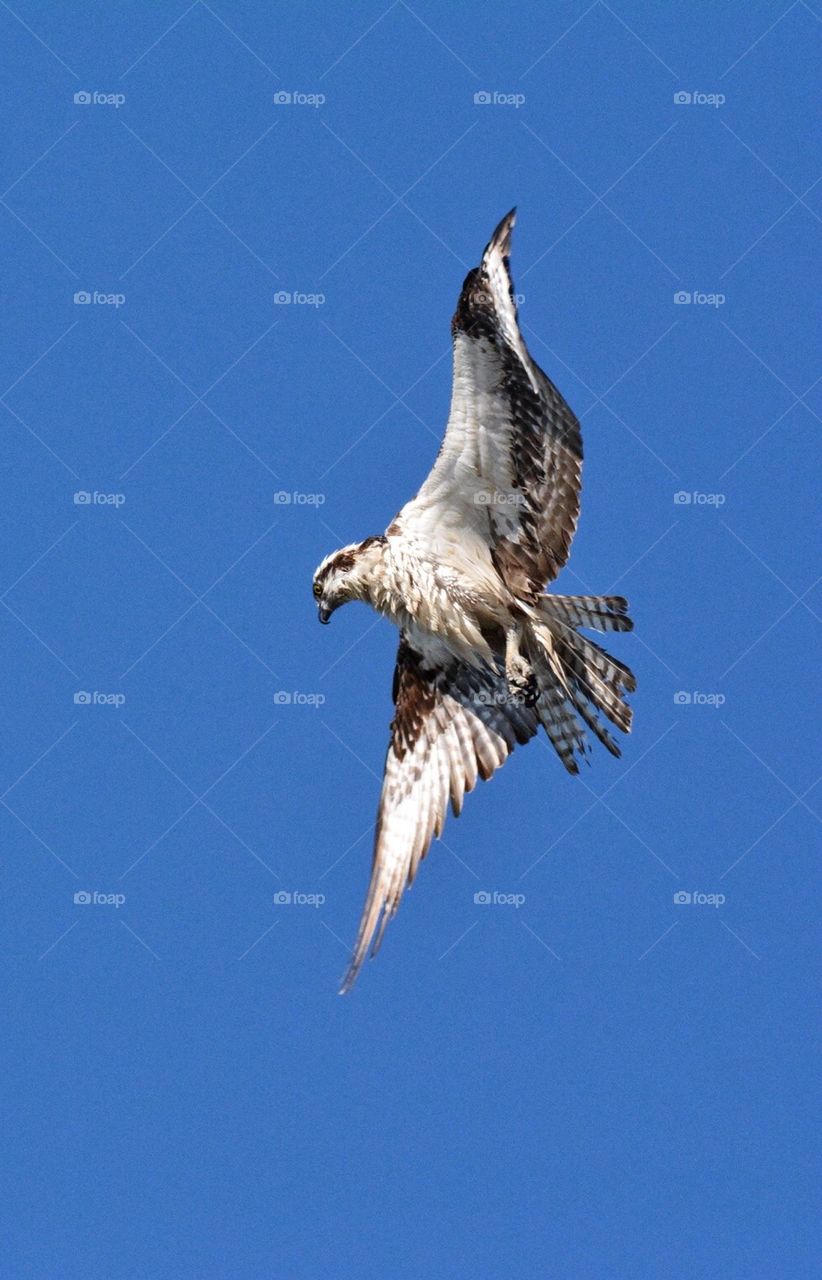 Osprey in flight