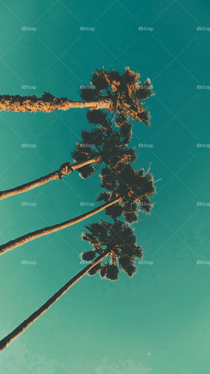 Palm Paradise Collection