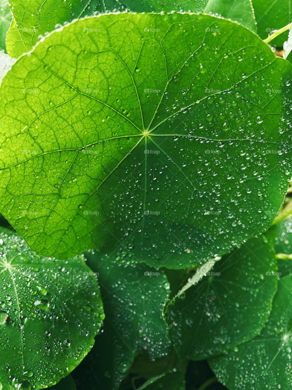 leaf rainfall green raindrops waterdrops droplets wet water rain drop outside nature outdoors elements dew dewdrops plant plants leafs Grass splashes phone photography