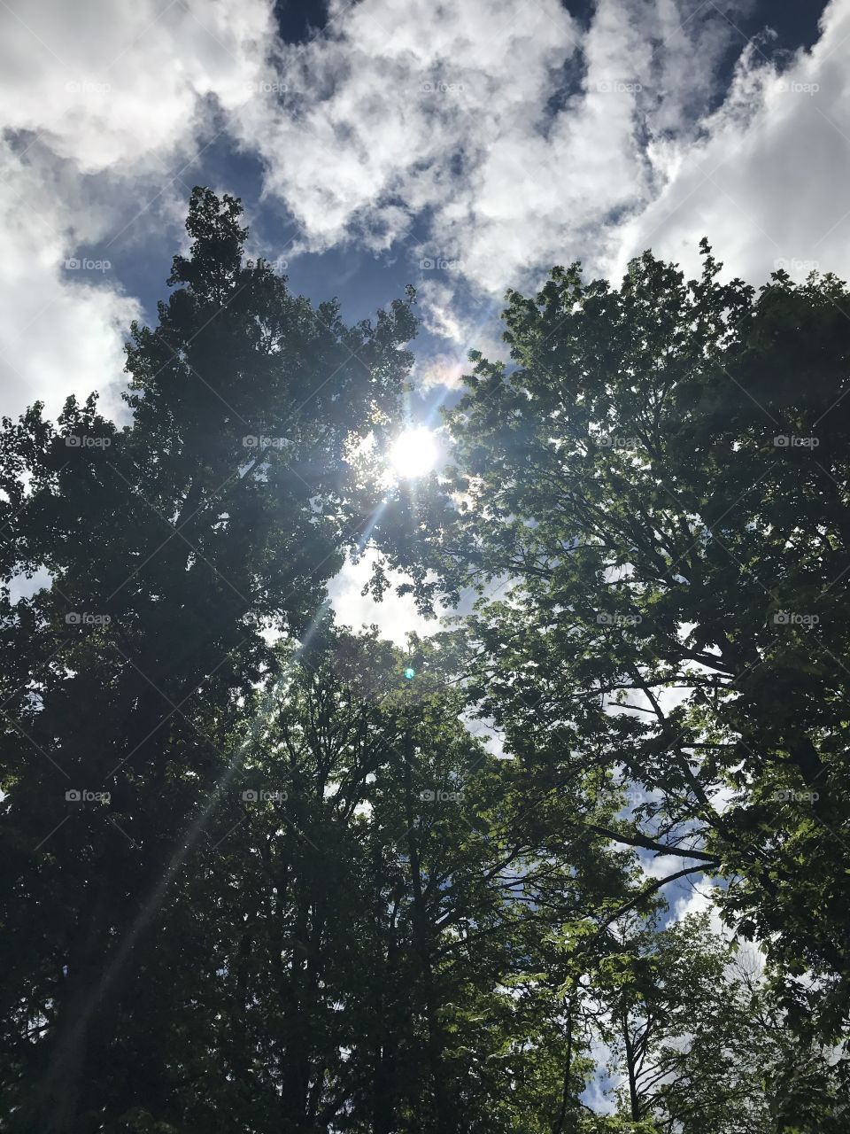 The sun peeking through the trees in my apartment complex.