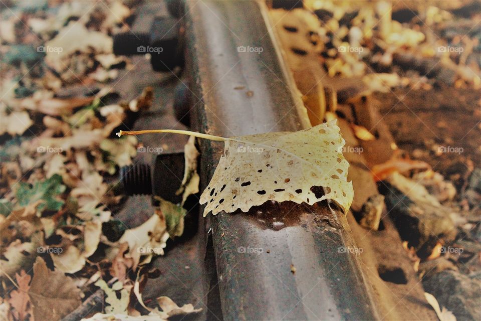 Fallen Leaf on a rail. train tracks. Fallen nature.