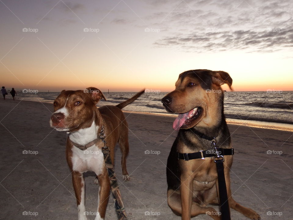 Beach dogs