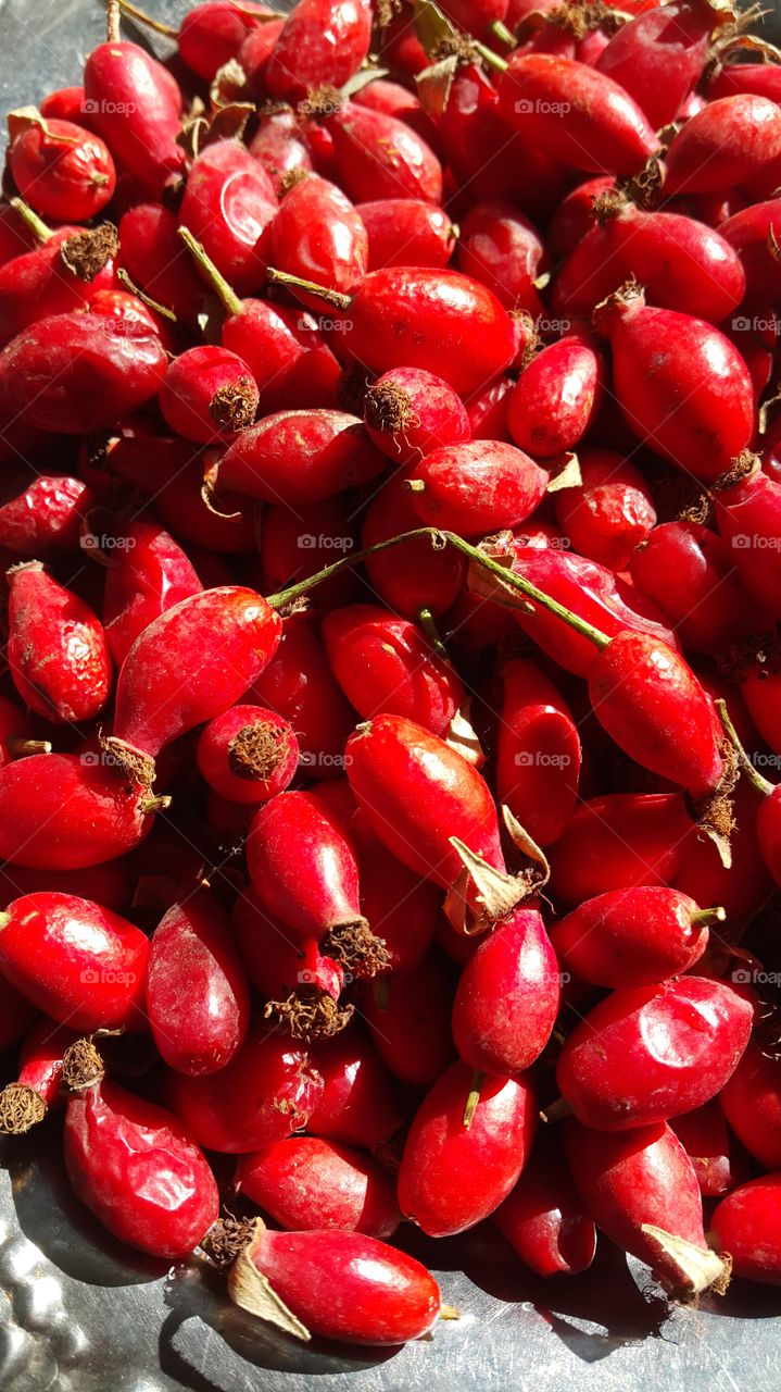 Red berries of wild rose. close up