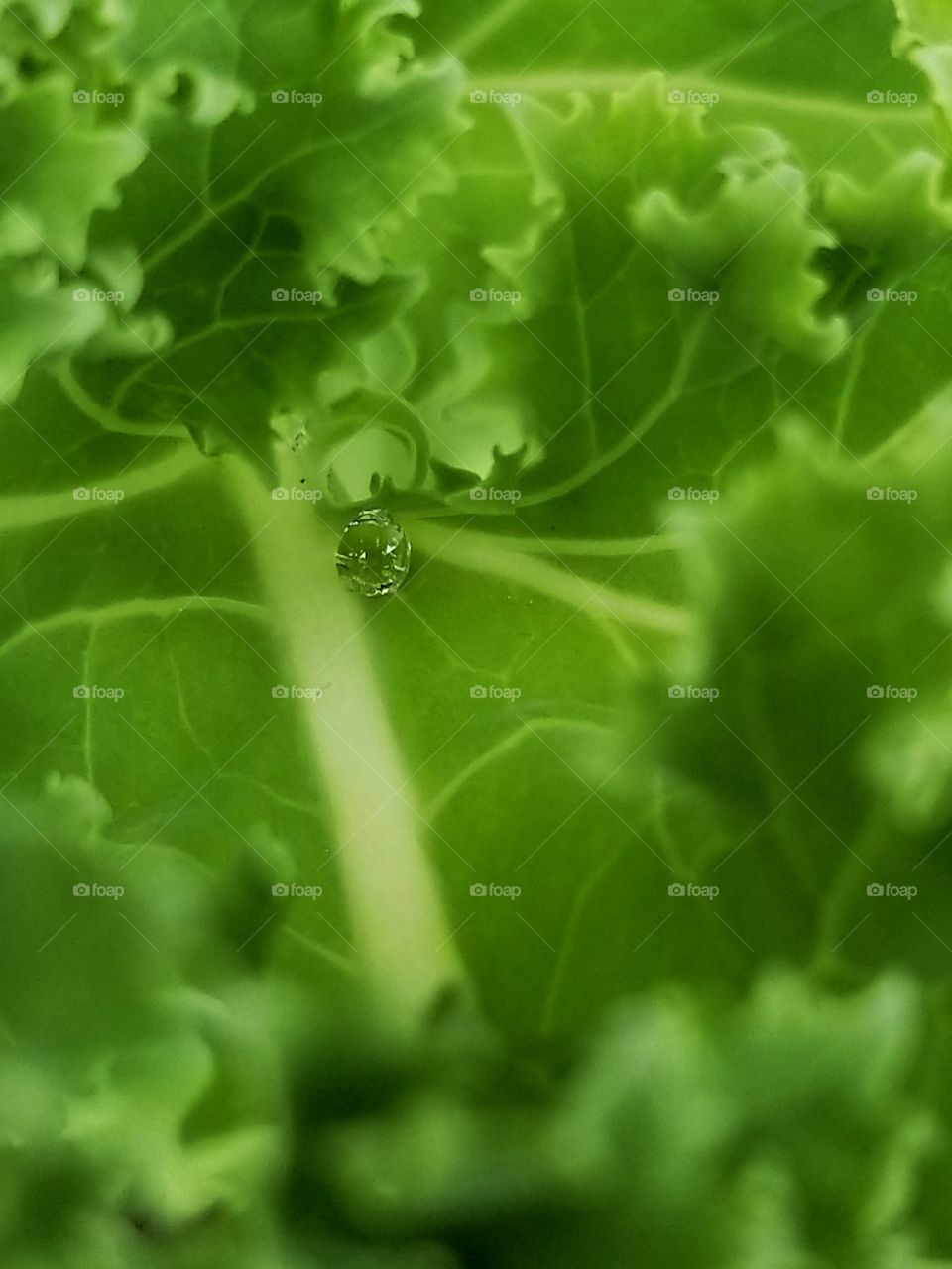 Rolling bead of water on leaf