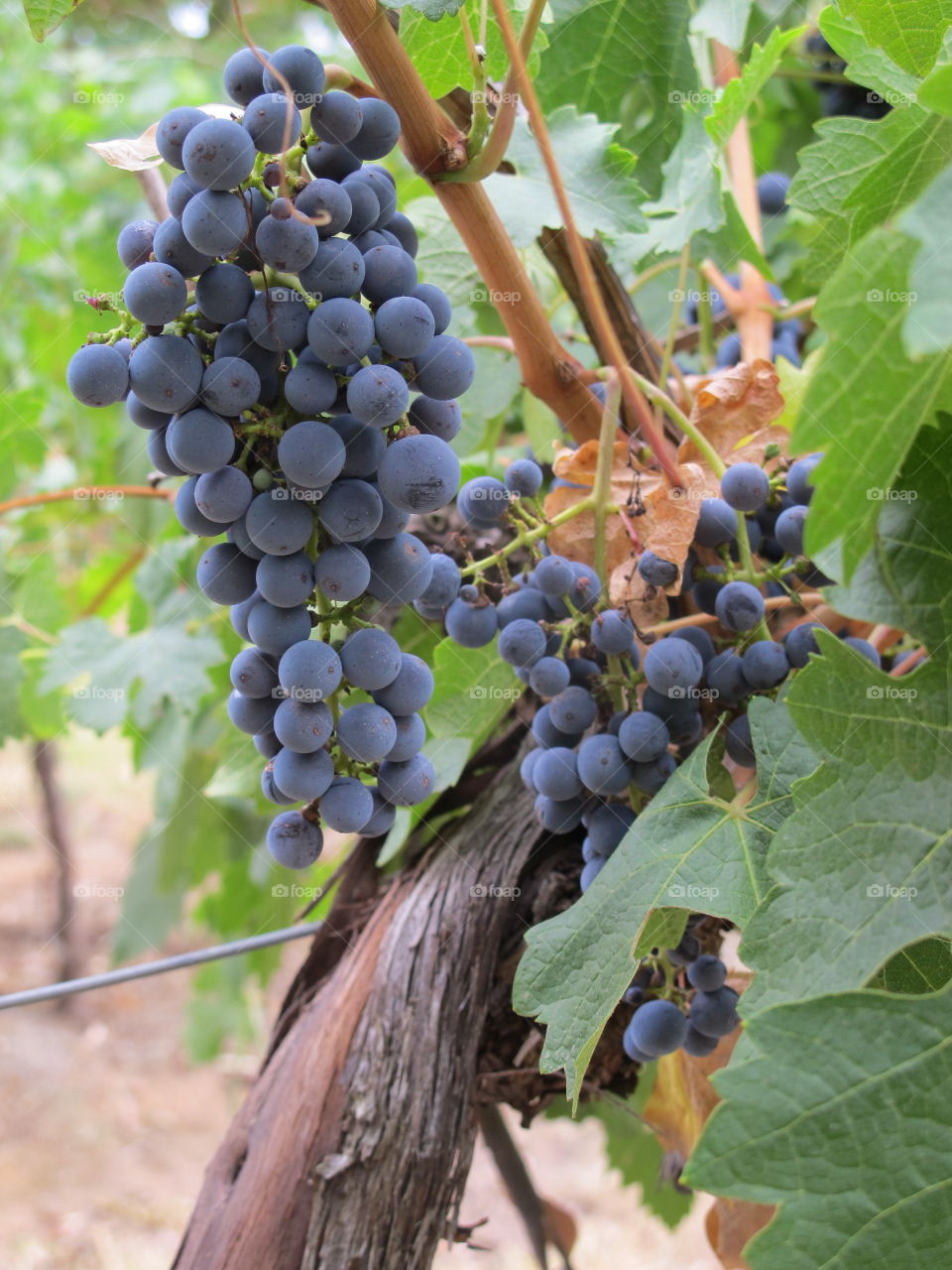 wine, vines, vineyard, grapes, south Australia, Australia 