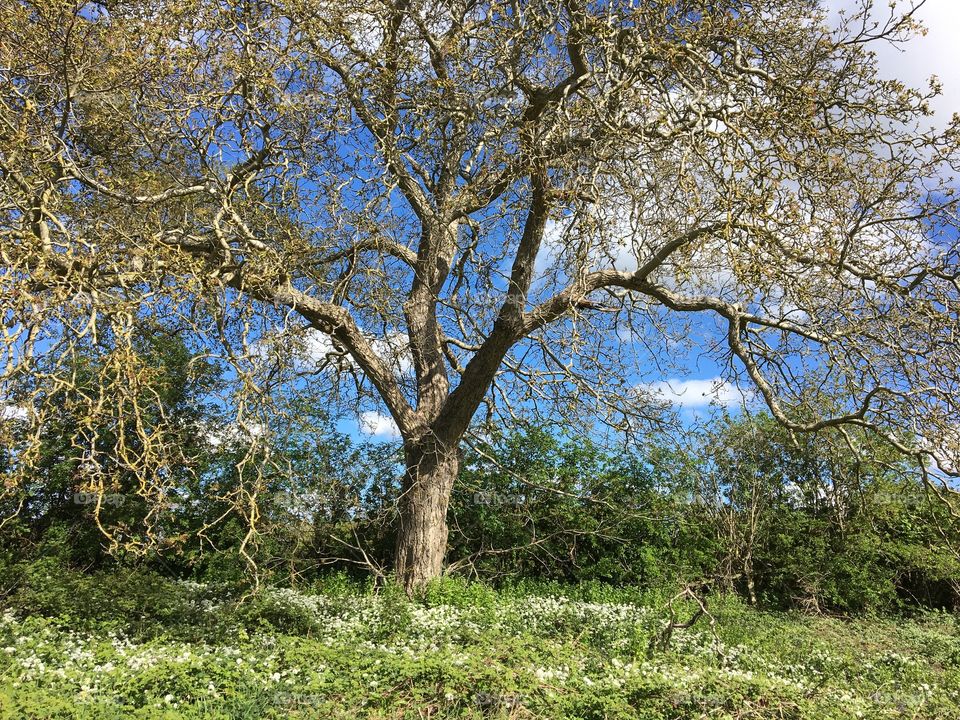 Springtime Season ... A big old Tree ... beautiful blue sky with some small white puffy clouds but the star of the photo is the huge old tree with a carpet of wild garlic growing at its base ... 