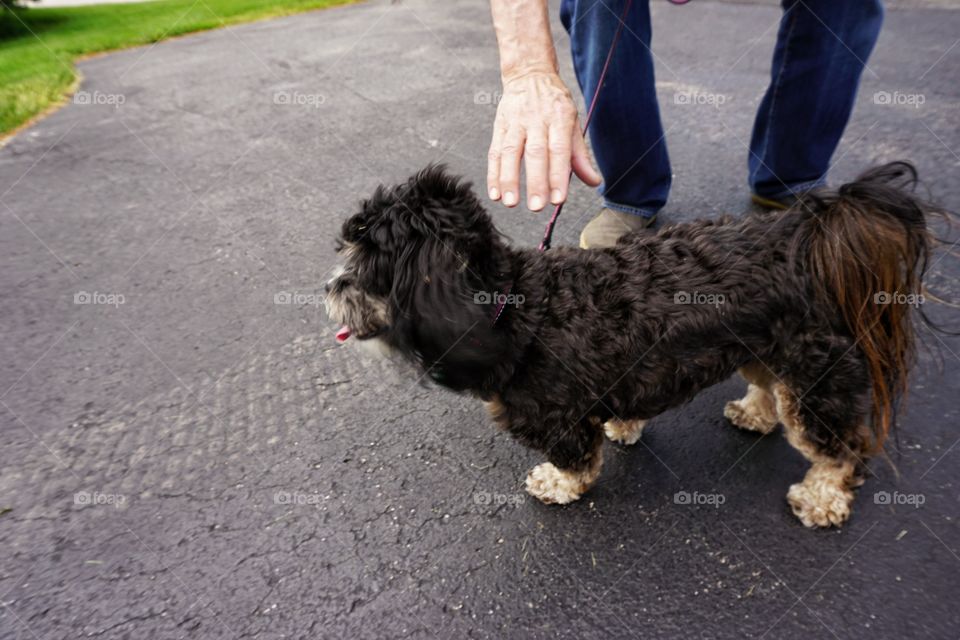 Side view of a dog standing on the road