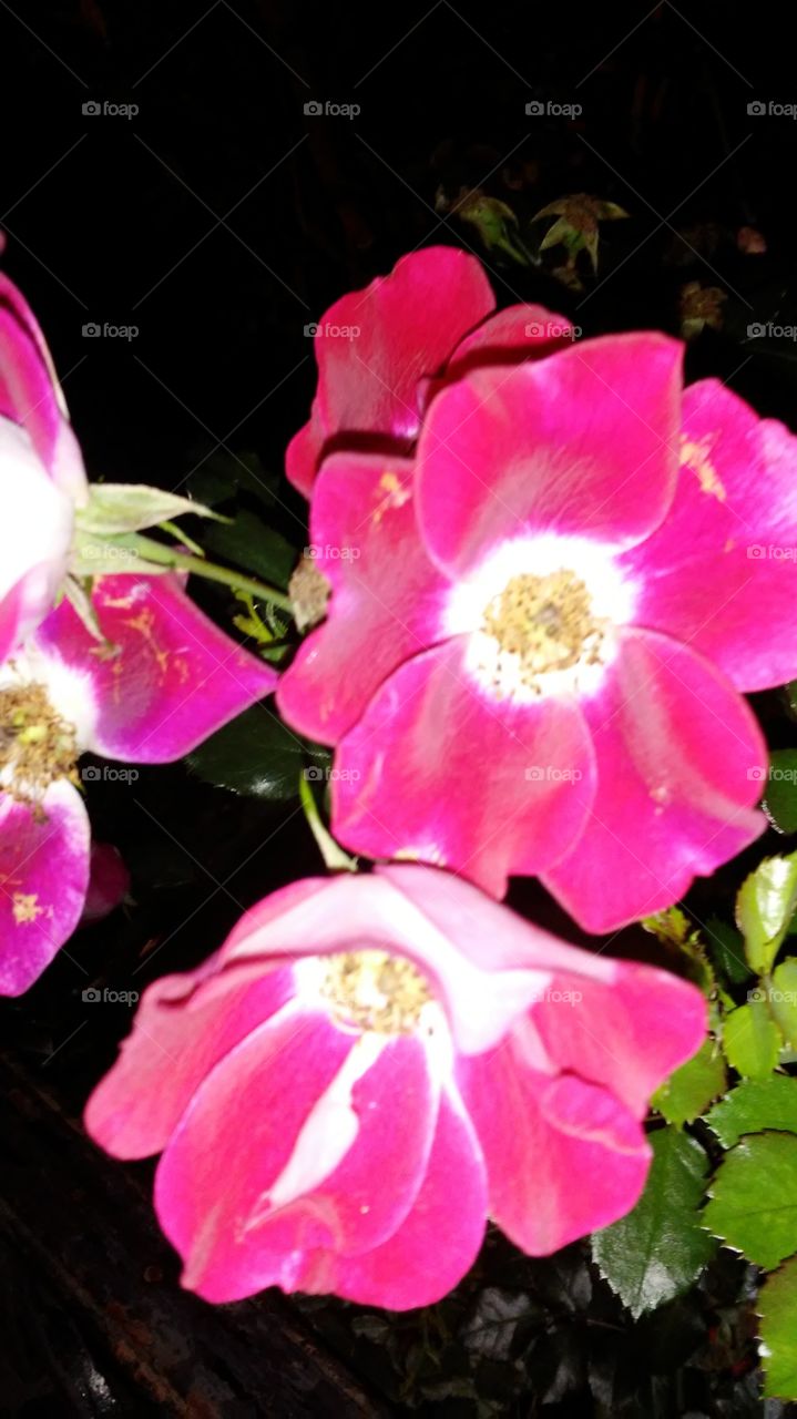 Flower, Nature, No Person, Flora, Leaf