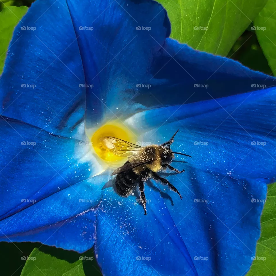 Bee
